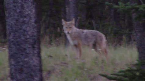 Wild Coyote Howling - YouTube