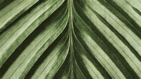 Leaf Texture Images - Free Download on Freepik