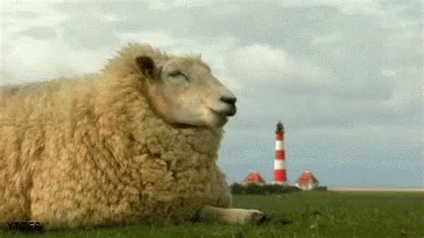 Un Mouton Mangeant Au Calme GIF - Sheep Relaxing Chilling - Discover & Share GIFs