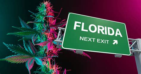 12 Popular Strains of Medical Cannabis in Florida | DocMJ