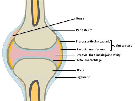 Synovial Joints | Anatomy and physiology, Physiology, Anatomy