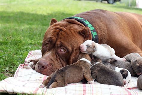 World’s Largest Pitbull “Hulk” Has 8 Puppies Worth Up To Half A Million ...