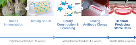 Novel Rabbit Monoclonal Antibody Generation - AvantGen