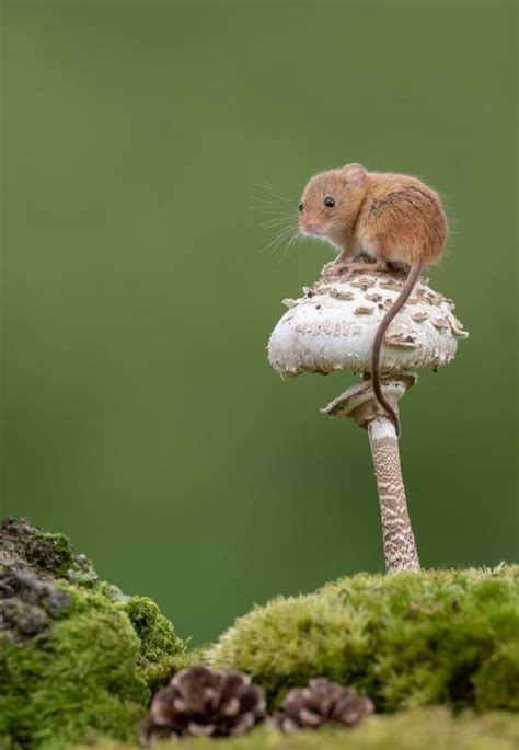 Adorable Photos of Tiny Harvest Mice Joyfully Playing in Nature | Cute ...