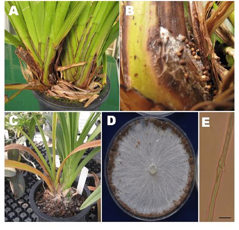 Symptoms of stem rot in Cymbidium orchids (Cymbidium spp.) and ...