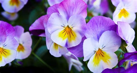 62 Types of Purple Flowers