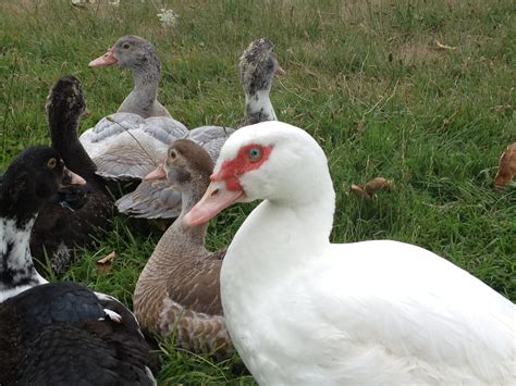 French white muscovy ducks