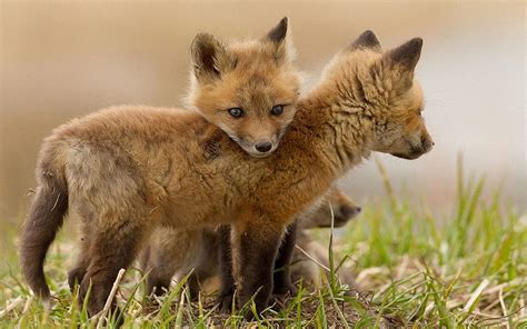 Baby Fox Wallpapers - Wallpaper Cave