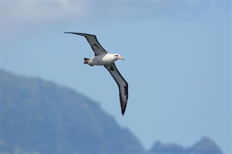 Laysan Albatross Fact & Information Guide - American Oceans