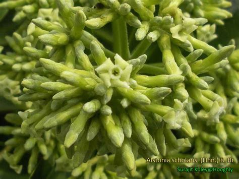 Medicinal Plants: Alstonia scholaris, Saptaparni, Edakula chettu, Devil tree, Dita, pur vok ...