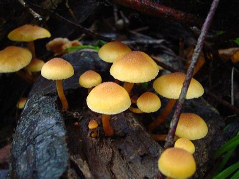 Shroomery - Gymnopilus luteoviridis