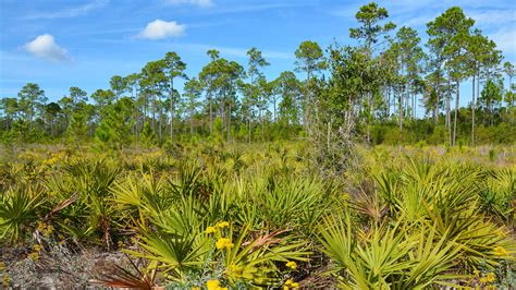 Point Washington State Forest – Florida Hikes