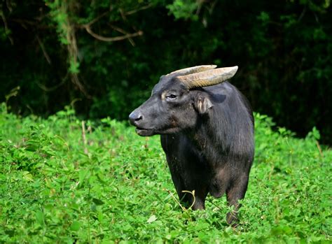 Endangered Tamaraw Killed in Mindoro:, Poachers Escape ~ Wazzup Pilipinas News and Events