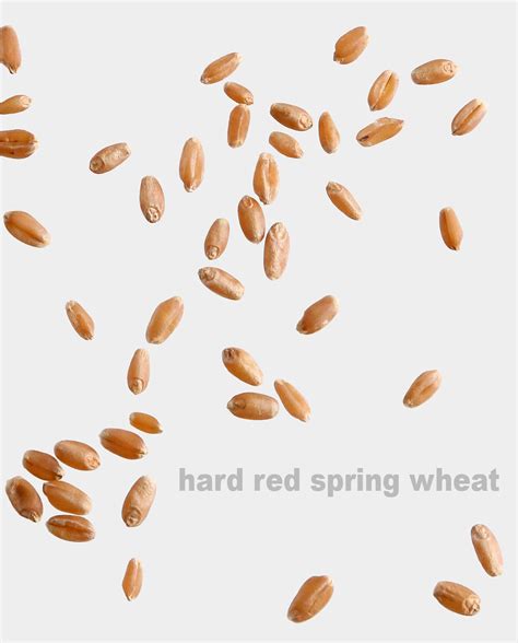 Hard Red Spring Wheat Berries – Breadtopia