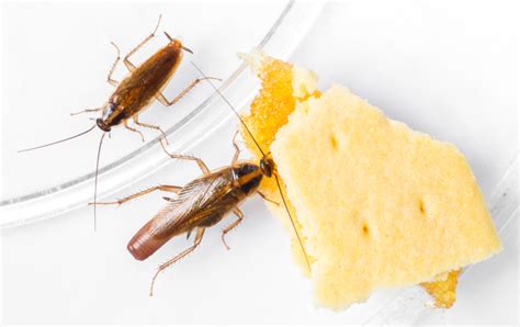 What You Need to Know about Cockroach Infestation - Cockroach Control Services