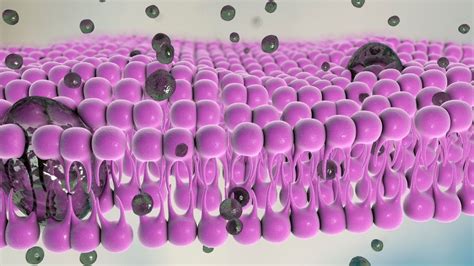 What Does the Cell Membrane Do? Unveiling the Guardian of Cells