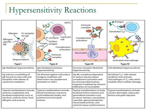 Hypersensitivity Reactions Nursing School Studying, Nursing School Notes, Nursing Study, Medical ...