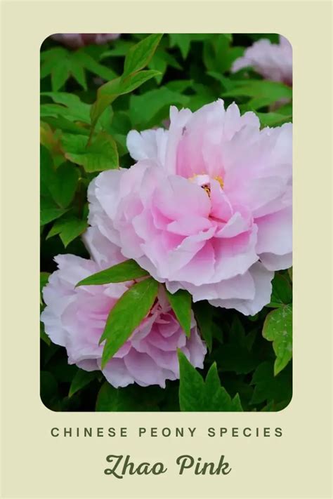 Chinese Peony: Special Species And How They Were Grown Out