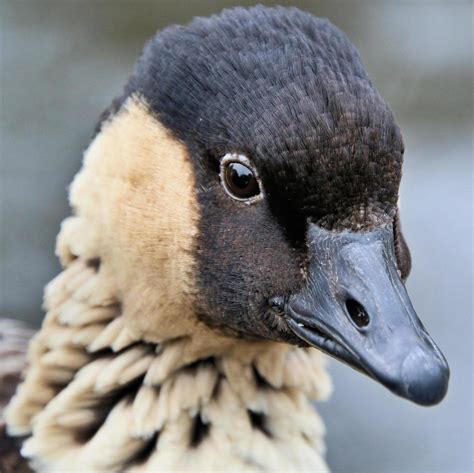 A close up of a Hawaiian Goose 7458659 Stock Photo at Vecteezy