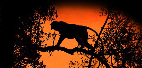 Proboscis Monkey Silhouette at sunset | C.S.Ling Photography | Wildlife ...