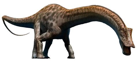 Diplodocus Ark - Diplodocus | Diplodocus Facts | DK Find Out : Ark diplodocus guide (how to tame ...