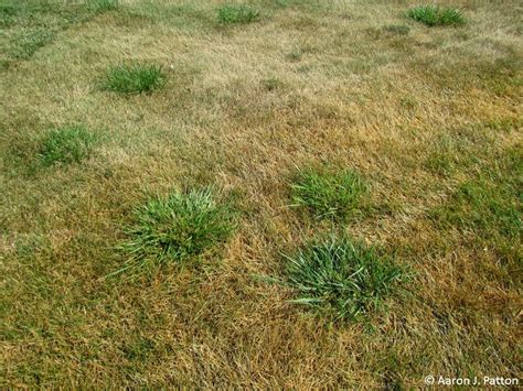 Tall Fescue | Purdue University Turfgrass Science at Purdue University