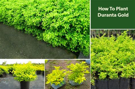 How To Plant and Grow Golden Duranta - EmbraceGardening