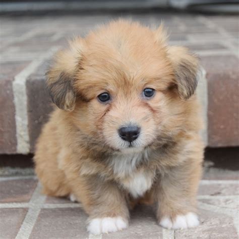 Rusty is a Sable Corgipoo Puppy 644510 | PuppySpot