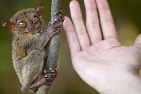 tarsier+palm.jpg (1000×667) (With images) | Tarsier, Animals, Primates