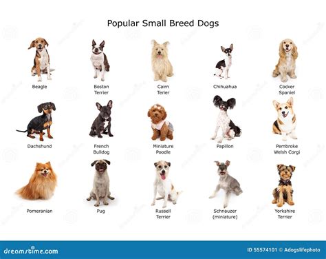 What Are The Main Breeds Of Dogs