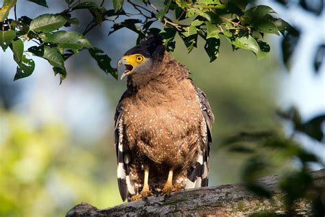 Crested-Serpent-Eagle – Chris Hill Wildlife Photography