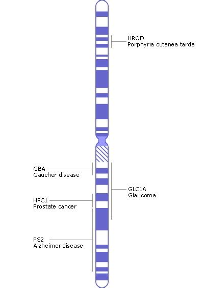 Genes Chromosomes And Labels