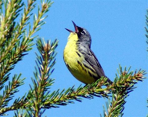 Singing_Kirtland's_warbler_male - Birding World