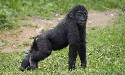 Western Lowland Gorilla fun facts - Interesting! - Primates Park