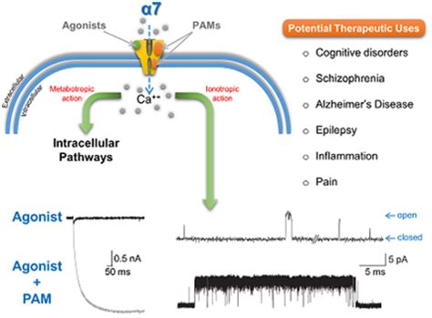 Understanding the Bases of Function and Modulation of α7 Nicotinic Receptors: Implications for ...