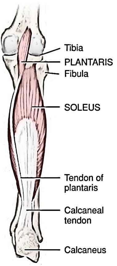 Plantaris Muscle – Earth's Lab