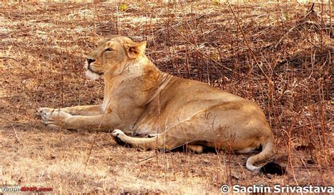 Visit to Gir forest - the only natural habitat for Asiatic Lion! - Team-BHP