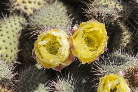 Pollen Filled Paddle Cactus Flowers Stock Image - Image of nevada, plant: 71631537