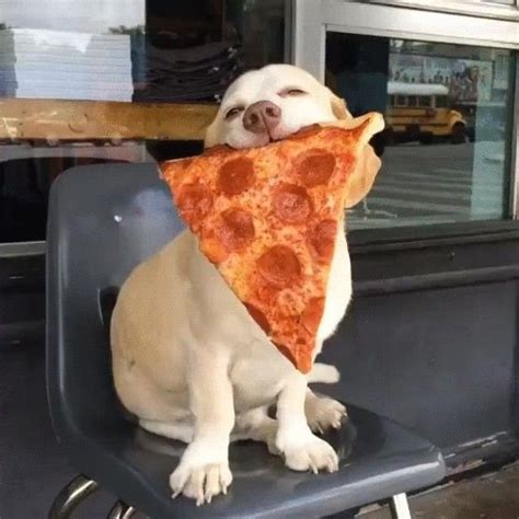 Pizza is the only therapy you need. | Cute puppies, Funny animal pictures, Cute dogs