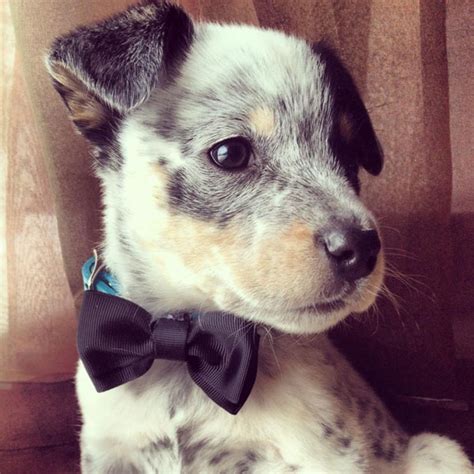 Photos of Blue Heeler Puppies: 10 Cutest Images – Dogster