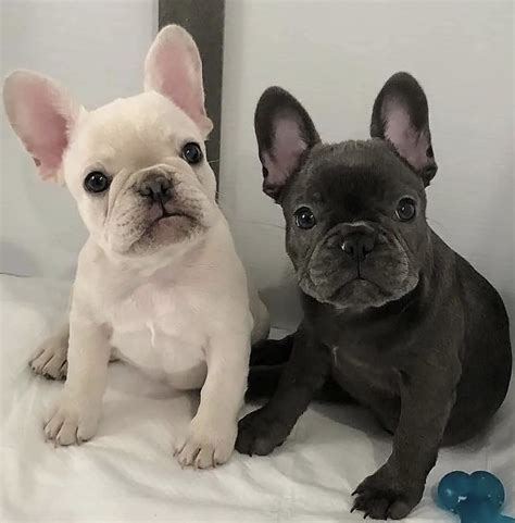 Re: Does Anyone Have A "Frenchie"??? - Blogs & Forums