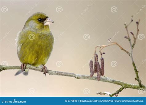 European Greenfinch stock photo. Image of male, camera - 6779846