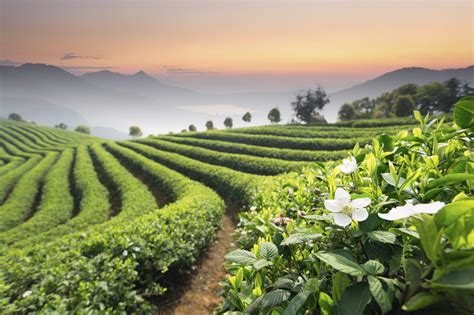 Tea and the taste of climate change - China Studies Program