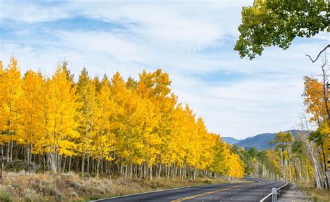 Best Time for Pando, the Trembling Giant in Utah 2024 - Rove.me | National forest, Forest house ...