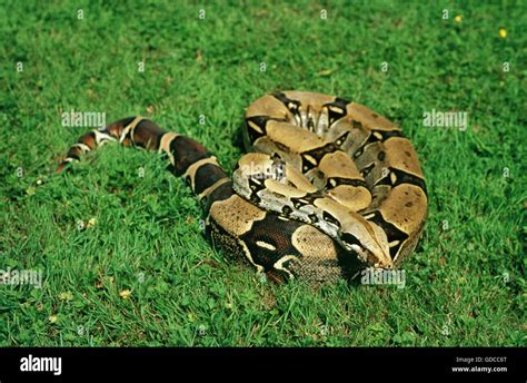 Boa Constrictor, Boa constrictor, adulto Fotografía de stock - Alamy