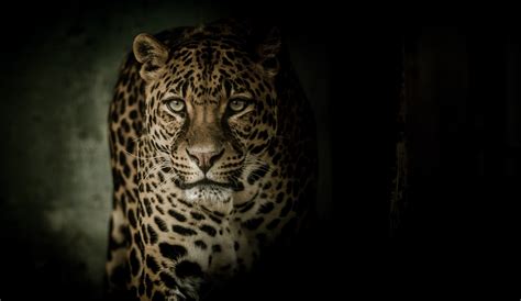 Leopard Wallpaper 4K, Wild animal, Dark background