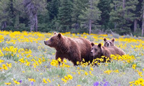 Grizzly Turnaround in the Cascades | Defenders of Wildlife