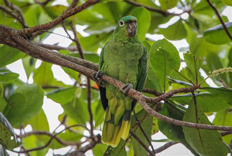 Mealy Amazon Parrot — Full Profile, History, and Care