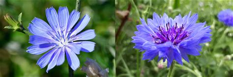 13 BLUE Wildflowers Found in Oregon! (ID GUIDE) - Bird Watching HQ