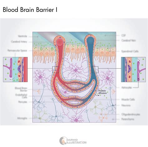 Blood Brain Barrier I :: Behance